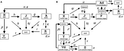 Modeling Root-Knot Nematode Regulation by the Biocontrol Fungus Pochonia chlamydosporia